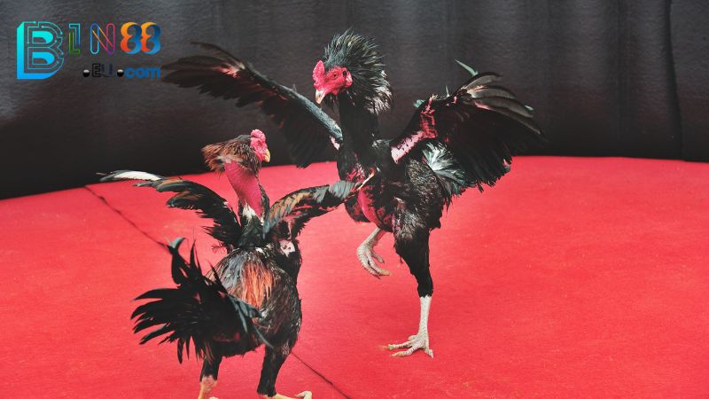 Sơ lược về đá gà cựa dao