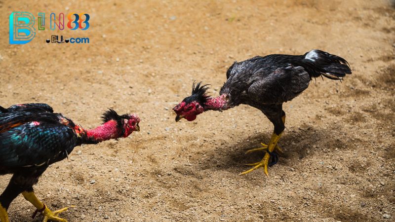 Tìm Hiểu Về Gà Đá Trực Tiếp